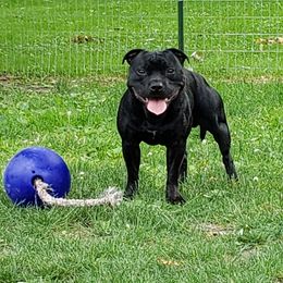 Staffordshire Bull Terrier All Grown Up from Freystaff Staffordshire Bull Terriers