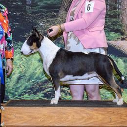 Bull Terriers from Whitney Johnson