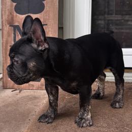 French Bulldog Puppies from King Fam Frenchies