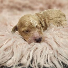 Windy - Apricot female Poodle puppy in Harrisonville, Missouri from Kurly Q Poodles