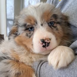 Australian Shepherds from Stice's Australian Shepherds