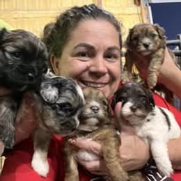 Assorted Doodle Crosses, Aussiedoodle, Australian Shepherd, Long Haired Weimaraner, Shihpoo, and Shih Tzu Puppies from Rockiń N Kennel