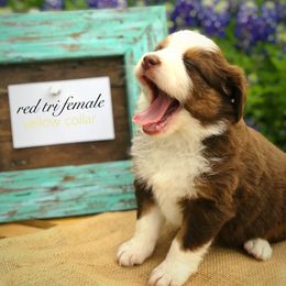 Australian Shepherd Puppies from Black Cow Kennels