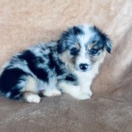 Boy 1 blue merle fluffy - Blue merle and white male American Corgi puppy in Huntington Beach, California from Gingerbread