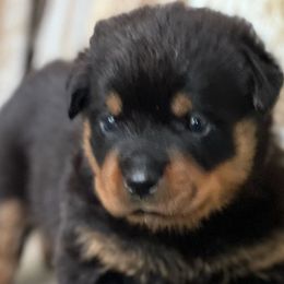 Purple girl - Rottweiler puppy from Wildhaven Rottweilers