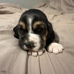 Jack - Black brown and white male Basset Hound puppy in Loup City, Nebraska from WoodKrick Bassets