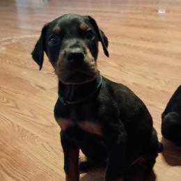 Boy 3 - Black and rust male Doberman Pinscher puppy in New Haven, Indiana from Mjolnir Dobermans