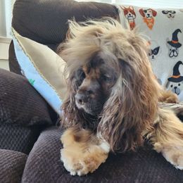 Oakley - Cocker Spaniel