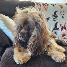 Oakley - Cocker Spaniel