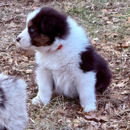 Puffs - Black tri-color male Australian Shepherd puppy in Warsaw, Missouri from Siercks Ranch Aussies