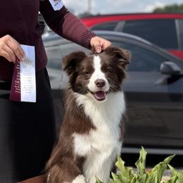 Briar - Border Collie