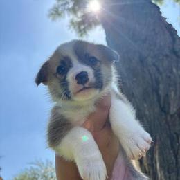 Hachi (AKC) - Red male Pembroke Welsh Corgi puppy in Loma Linda, California from Osorio’s Corgis