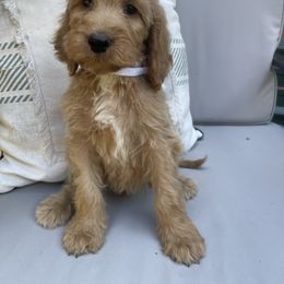 Ford - Apricot male Irish Doodle puppy in Home, Pennsylvania from Plum Creek Acres Next Generation