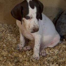 Two - Liver and white male German Shorthaired Pointer puppy in New Bedford, Massachusetts from Foot Hunter Kennel