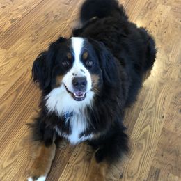 Flicka - Bernese Mountain Dog
