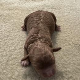 Ford - Buff and white male Cockapoo puppy in Sheridan, Missouri from Shepherdsfold’s Cockapoos