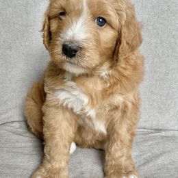 Assorted Doodle Crosses Puppies from Barking Blessings