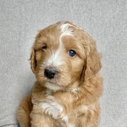 Assorted Doodle Crosses Puppies from Barking Blessings