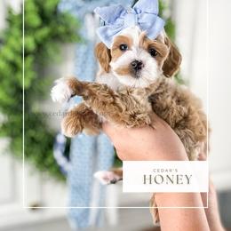 H O N E Y 10-12lbs - Red  female Goldendoodle puppy in Richfield, Utah from Cedar Doodles- Home of the Teddybear Goldendoodle