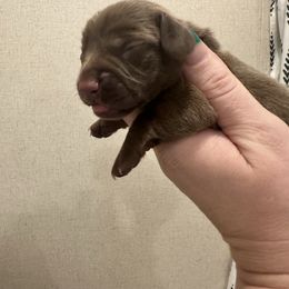 Reese - Chocolate and tan male Dachshund puppy in Pollok, Texas from Magnolia Kennels