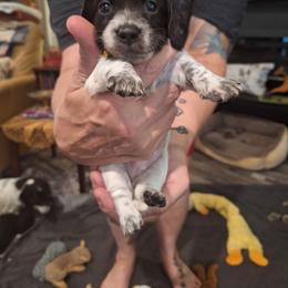 Louie - Piebald female Dachshund puppy in Gordon, Georgia from Long Dogs Yellow Farm