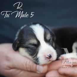 Remi 5 - Black and tan male Pembroke Welsh Corgi puppy in Straughn, Alabama from Magnolia Creek Corgis