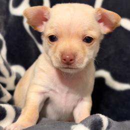 Winnie - Cream female Chihuahua puppy in Seneca, Missouri from Stephanie’s Puppy Colony