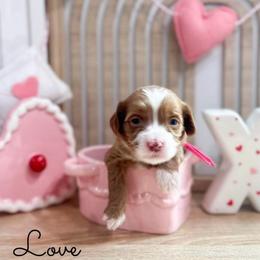 Love - Caramel cream female Australian Labradoodle puppy in Palmdale, California from Doodles_Ko