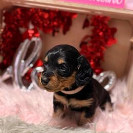 Eve - Black and tan female Dachshund puppy in Mayville, Michigan from Teenie Little Hearts