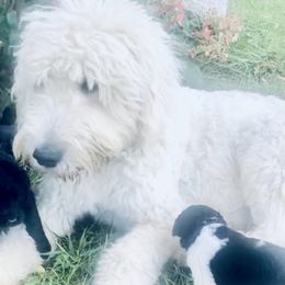 Goldendoodles from Piney Ridge Puppies