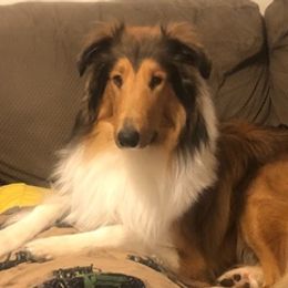 Collies from Stacey's Collies