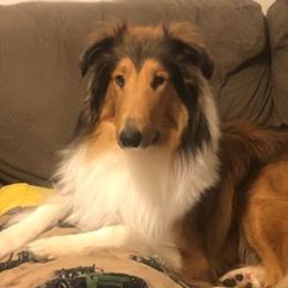 Collies from Stacey's Collies