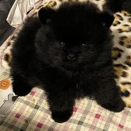 Pomeranian Puppies from Silver’s Reigning Heir Poms