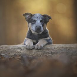 Australian Cattle Dog and Collie Puppies from Blackberry Hills