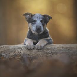 Australian Cattle Dog and Collie Puppies from Blackberry Hills