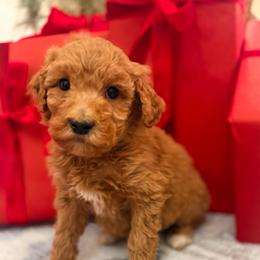Dasher - Red  male Goldendoodle puppy in Wilson, North Carolina from Cedar Creek Doodles
