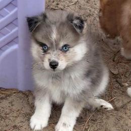 Camry - Merle female Pomsky puppy in Spring Hill, Florida from PDQ Pomskies