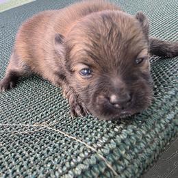 Gandalf - Orange sable male Pomeranian puppy in Hooksett, New Hampshire from Granite State Pomeranians