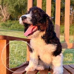 Latte (Grey) - Tri-color male Bernedoodle puppy in Rockwall, Texas from Glory Doodles