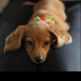 Dachshund Puppies from Star-Key's Dachshunds
