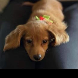 Dachshund Puppies from Star-Key's Dachshunds