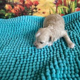 Pamela - Champagne female Maltipoo puppy in Lawrenceburg, Tennessee from LUV Poodles and Maltipoos