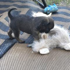 Brussels Griffon Puppies from Mad Monkey