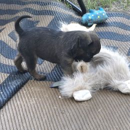 Brussels Griffon Puppies from Mad Monkey