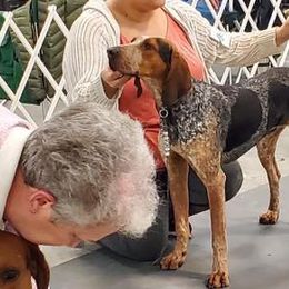 American English Coonhounds from DC’s American English Coonhounds