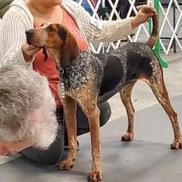 American English Coonhounds from DC’s American English Coonhounds