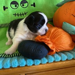 Ace - Black and white male Chihuahua puppy in Red Bluff, California from Aye Chihuahua