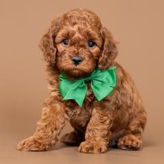 Cinch - Red male Cavapoo puppy in Seymour, Missouri from Grace Acres Puppies