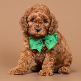 Cinch - Red male Cavapoo puppy in Seymour, Missouri from Grace Acres Puppies