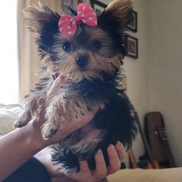 Yorkshire Terrier Puppies from Yorkies of Western Michigan